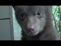 Bear cub mystery solved