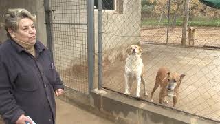 El refugi de Ginestar necessita pinso per alimentar 105 gossos