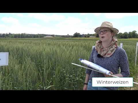 Pflanzenbau Aktuell - Öko Feldtag 2020 - Winterweizen