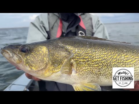 360° trophy walleye on ultralight &amp; drop shot rig