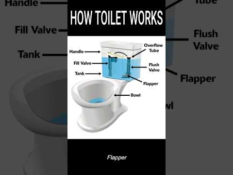 How A Toilet Works 🚽