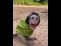 #monkey #charminglymonkey #cuteanimal #babymonkey #awesomemonkey #cutemonkey #cute #adorable