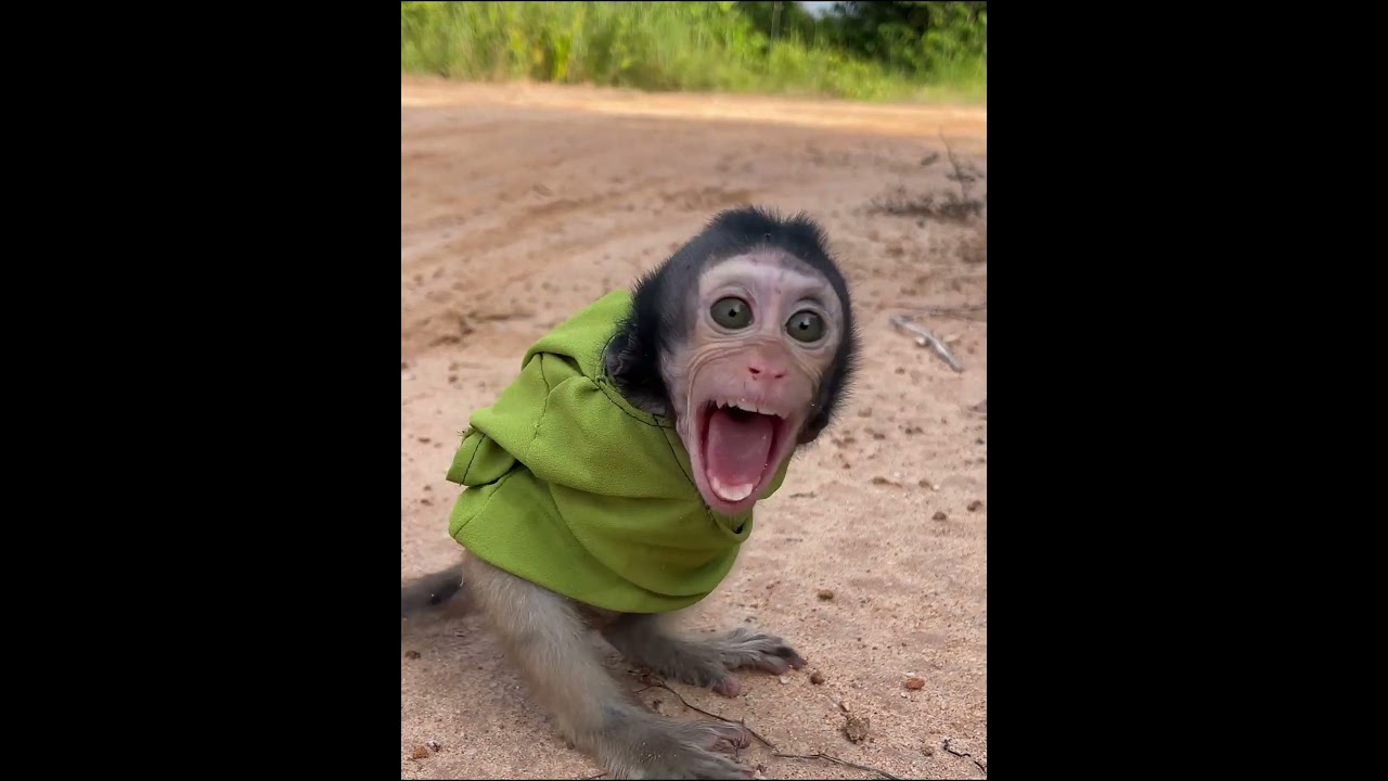 #monkey #charminglymonkey #cuteanimal #babymonkey #awesomemonkey #cutemonkey #cute #adorable
