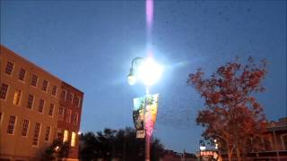 Starlings at dusk in New Orleans