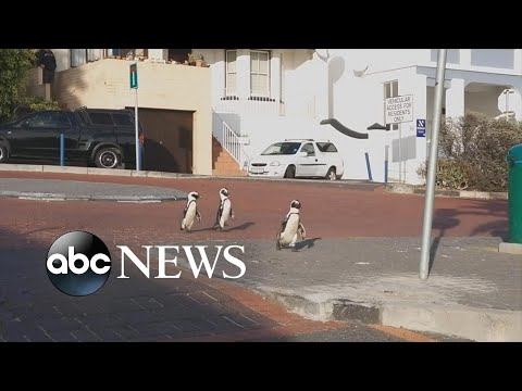 パンデミックの間に繁栄しているように見える野生動物｜WNT (Wildlife appearing to thrive during pandemic | WNT)