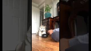 Tofu likes the sound of the drum #short #husky