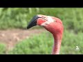 Zach At The Zoo Meet The American Flamingo