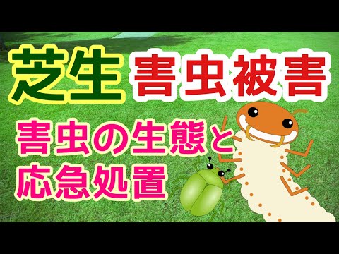 芝生に幼虫がいるかどうかはどうやってわかりますか?特定、治療、予防  庭園
