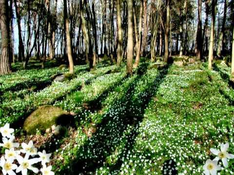 Vaiko Eplik - Kevadeootus