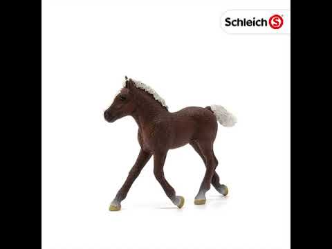 Black Forest Foal