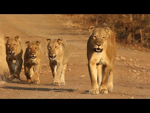 Leones Tierra de Grandes Felinos 6 la Próxima Dinastía | Documental 