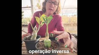 ALHOS COM BUGALHOS: E SE INVERTER A ORDEM?
