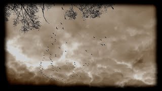 The Green Pajamas - All the Lost Kisses (2022) (Official Music Video)