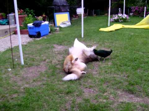 Duck Duck Dog....... sheltie playing with ducks