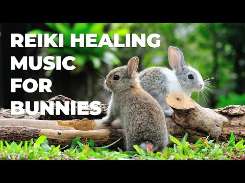 Reiki Music for Bunnies | 528 Hz Healing Frequency for Rabbits | Meditation Music | Relax