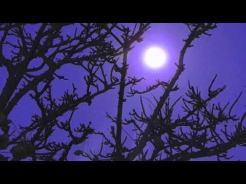 MoonSong -APACHULA- Tree Of Life