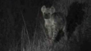 preview picture of video 'Hyenas Lake Mburo'