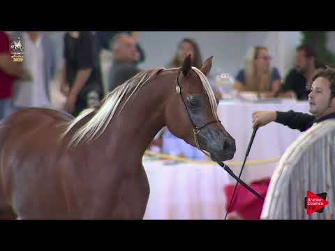 N 48 ODISSEA DEL FALCO   Italian Nationals 2019   3 Years Old Fillies Class 3