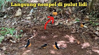 Download lagu Mikat burung murai batu semudah ini? Hanya ada di Kalimantan gudang nya burung kicau #mikatburung mp3 Download lagu Mikat burung murai batu semudah ini? Hanya ada di Kalimantan gudang nya burung kicau #mikatburung mp3