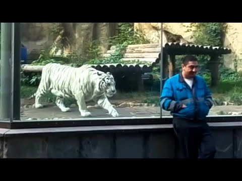 3rd YouTube video about are gorillas dangerous