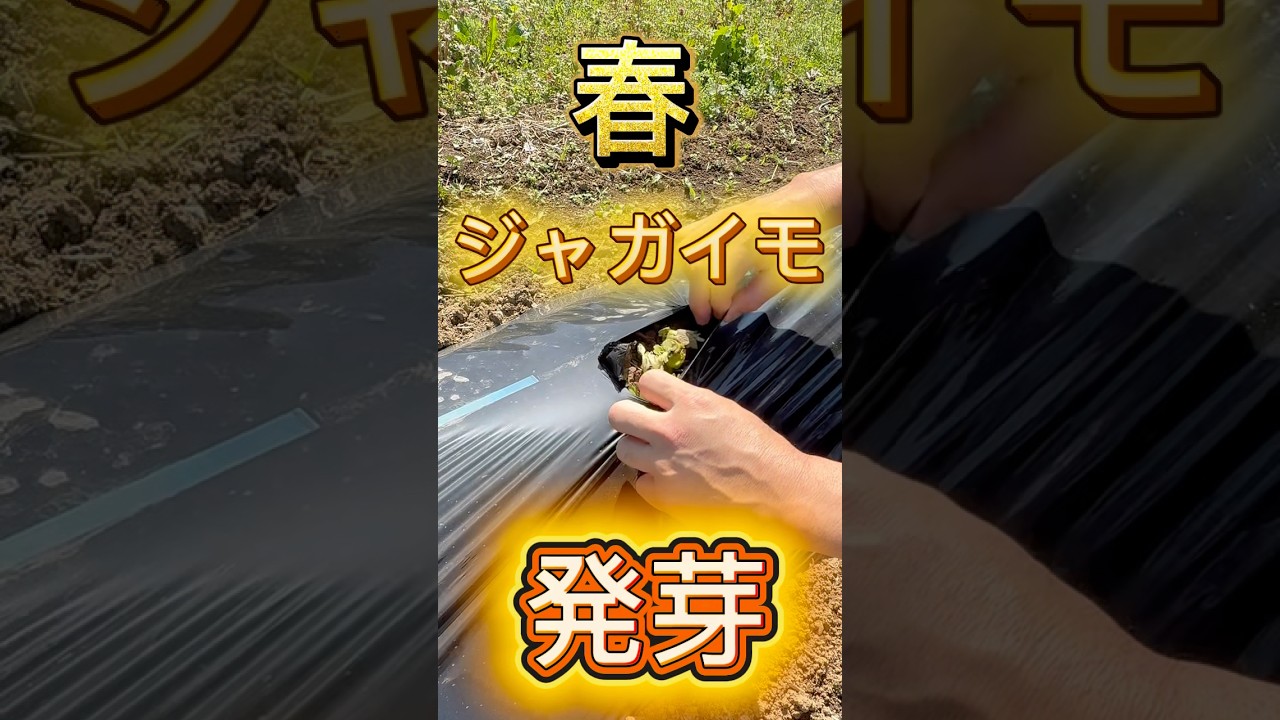 ジャガイモ発芽　#ジャガイモ栽培