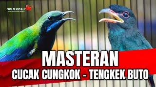 Download lagu 🔴BIKIN MENTAL BURUNG MAKIN KUAT❗- CUCAK CUNGKOK VS TENGKEK BUTO cocok buat murai batu, cucak ijo mp3