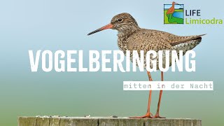 Freunde der Jagd | 𝗧𝗲𝗶𝗹 𝟯 Flügge, Vögel, Fliegen - Beringen seltener Bodenbrüter im NSG