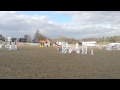 FOR SALE 16hh Show Jumping Mare Snapdragon Du Gazon