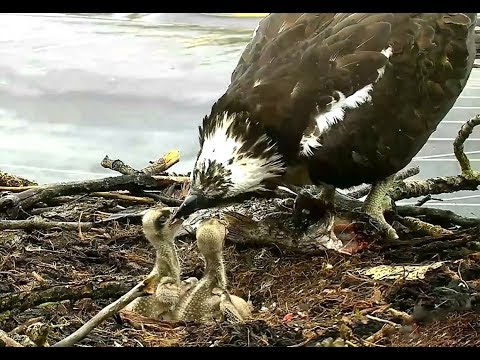 Hellgate osprey MT  6 11 18 1021am 2nd feeding from the Whale fish