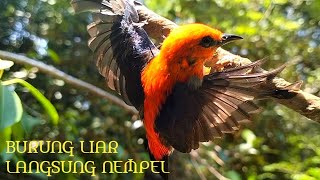 Download lagu SUARA BURUNG KEMADE PALING AMPUH BUAT PIKAT... mp3