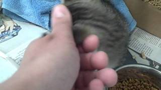 Devon the Perfect Kitten