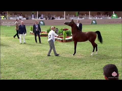 N 263 DOSAR ALSAYED   KAAHC 2019   Yearling Colts Class 7C