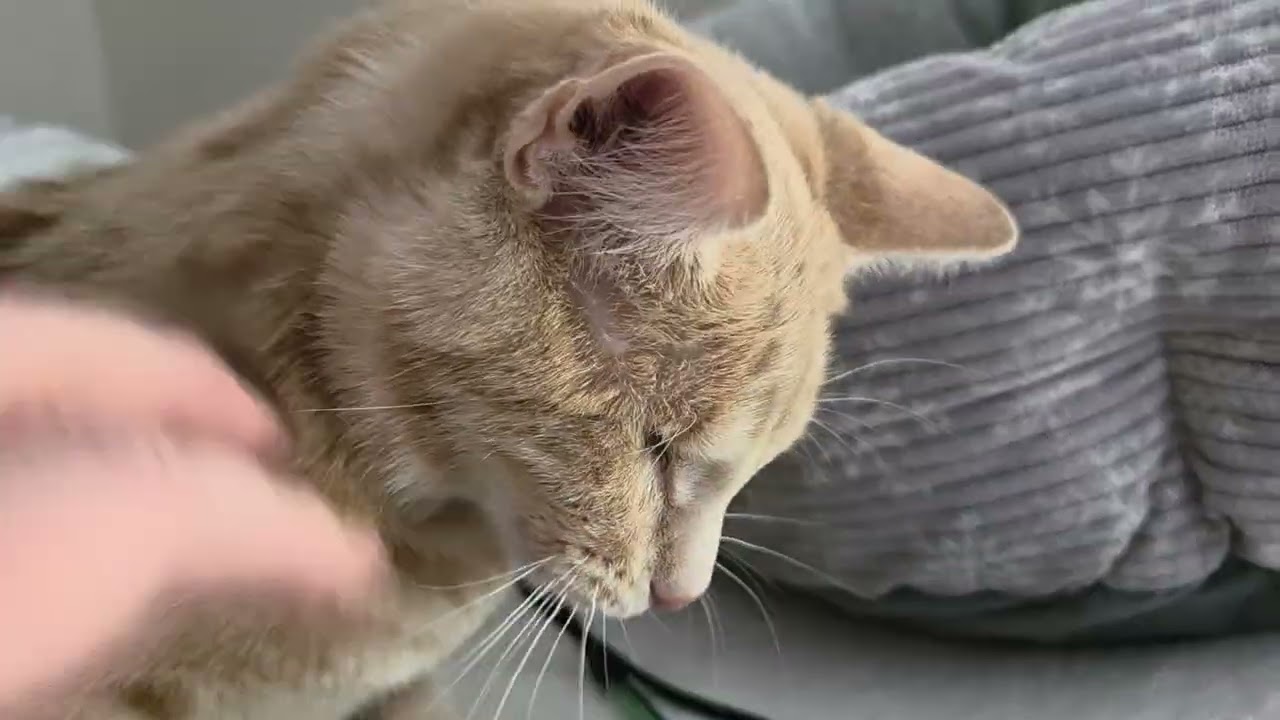 Enlarge MUNSTER, a ADOPTABLE Domestic Short Hair in Gurnee, IL video 2/6