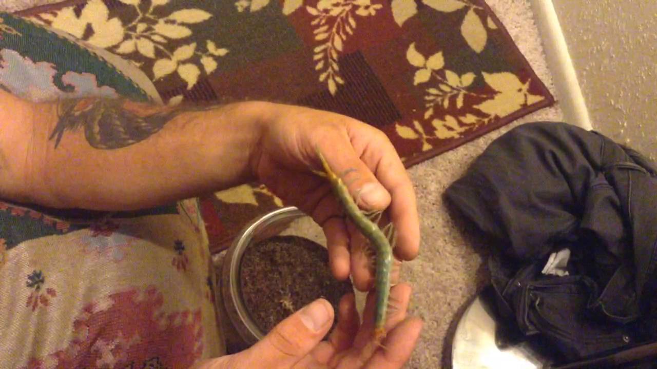 Scolopendra polymorpha 