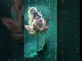 Cat Is Gold Songs Status Ll Hindi Songs WhatsApp Status ️ Love Krishjikss Shouts Video