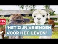 Alpaca's zijn super schattig, maar er is ook een gevaar | RTV Drenthe