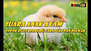 Download lagu Suara Anakan Ayam Ampuh Unt Pancing/ Pikat Garangan, Biawak, Ayam Hutan mp3