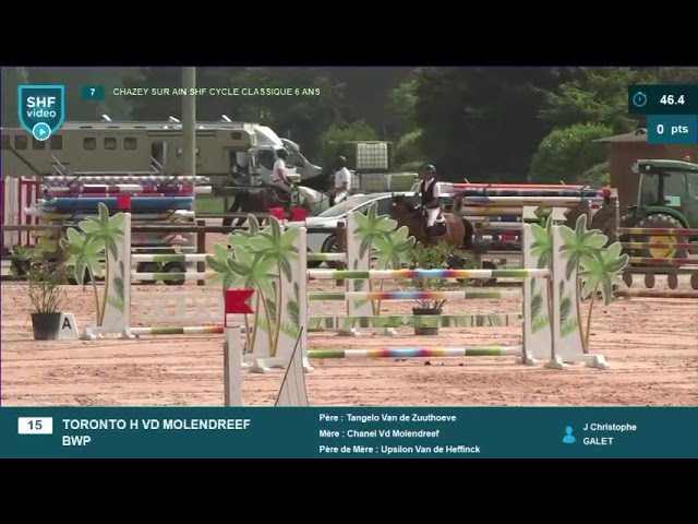 Castrone BWP Cavallo da Sangue Belgio In vendita 2019 Baio