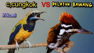 Download lagu CUCAK CUNGKOK VS PELATUK BAWANG || BESETAN TAJAM mp3 Download lagu CUCAK CUNGKOK VS PELATUK BAWANG || BESETAN TAJAM mp3