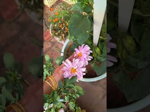 Dahlia flowers #garden #gardening #gardenplants #organicgardening