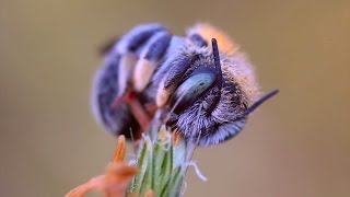 A Sleepin' Bee - Melissa Morgan (2009)