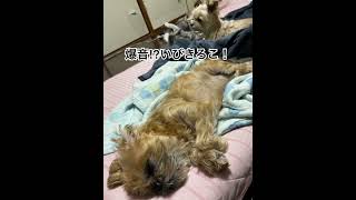 爆音⁉︎いびきろこ！　#犬のいる暮らし #猫のいる暮らし