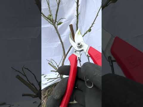 凍ったレモンの木を保存するにはどうすればよいですか？春に生い茂る木を守るための 4 つのステップ  庭園