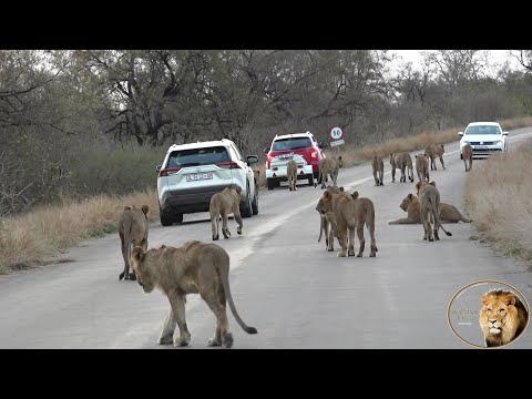 Lions, Lions, Lions, Lions And More Lions - The Kumana Lion Pride. AMAZING.