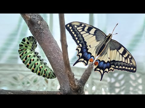 From Caterpillar to Butterfly: The Swallowtail's Metamorphosis | A Documentary for Kids