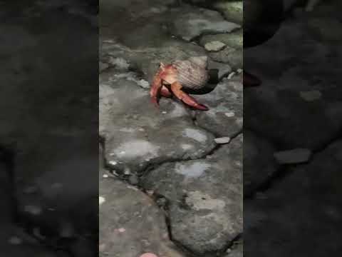 #lakshadweep #kalpeni #beach #lifeisbutadream #trendingshorts #trending #trendingvideo