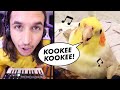 The Kiffness X Ginger The Cockatiel Kookee Kookee CLUB ANTHEM