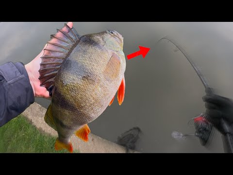 Every Cast Was a Big Perch! - Winter Lure Fishing