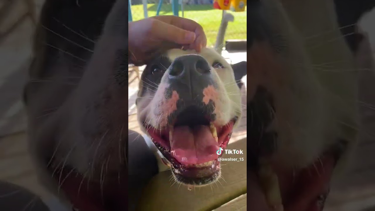 Enlarge Olivia, a Adoptable mixed breed in Newport, NC video 6/6