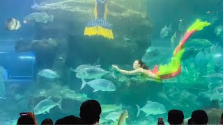 Little Mermaid show in Vinwonders Aquarium, Vietnam